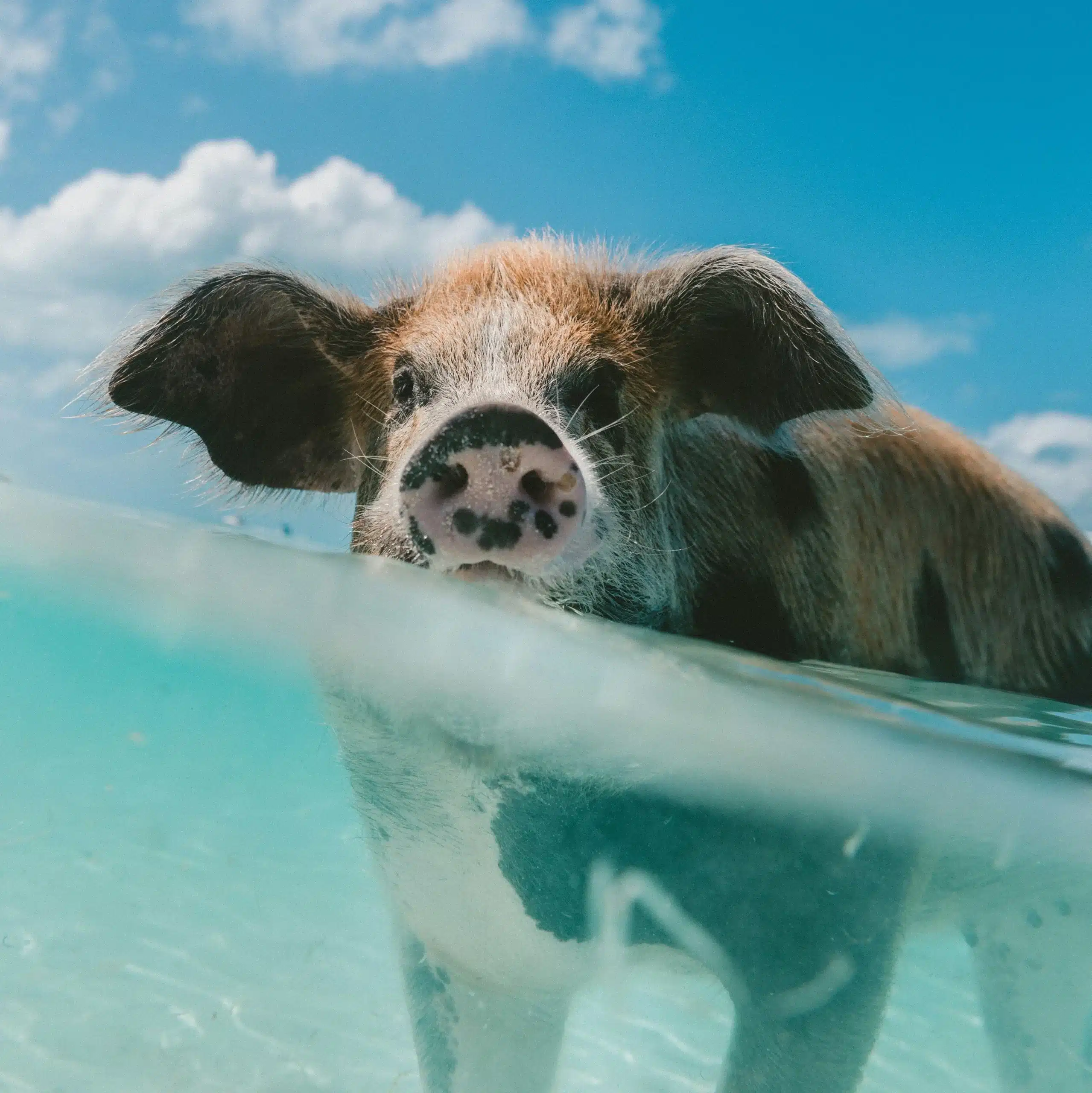 pig beach bahama's