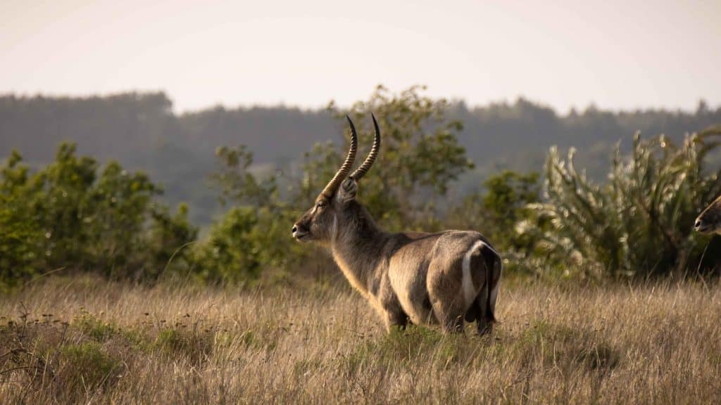 Waterbok in grasland van Zuid-Afrika