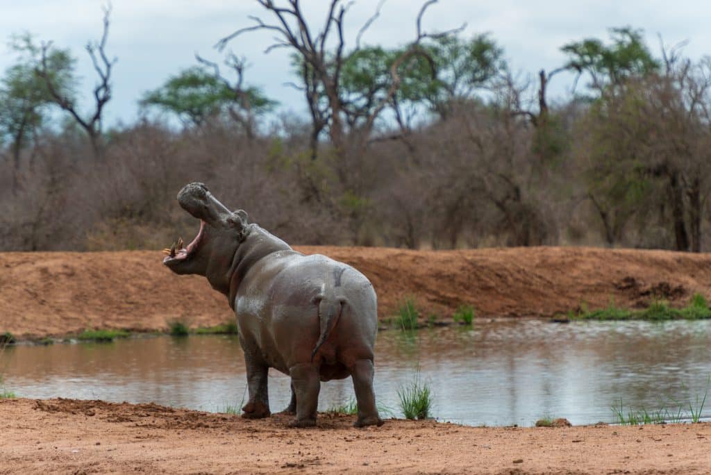 Nijlpaard aan oever in eSwatini